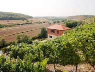 Weinberg im Schweigenberg Freyburg