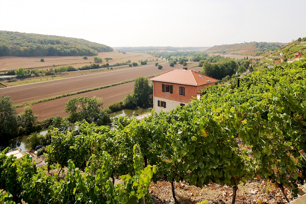 Weinberg im Schweigenberg Freyburg